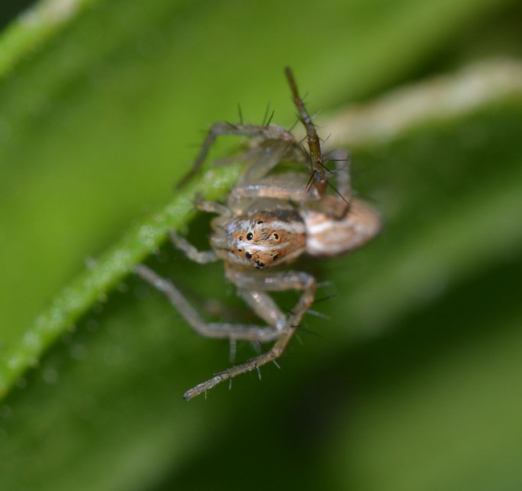 Oxyopes lineatus - Grosseto (GR)